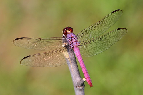 pink texas dragonflies southlake roseateskimmer orthemisferruginea canonef70300mmf456isusmlens bobjonespark canon7d