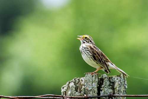 bird fence singing post small sparrow savannah fencepost cardenalvar nikon70300mmf4556vr