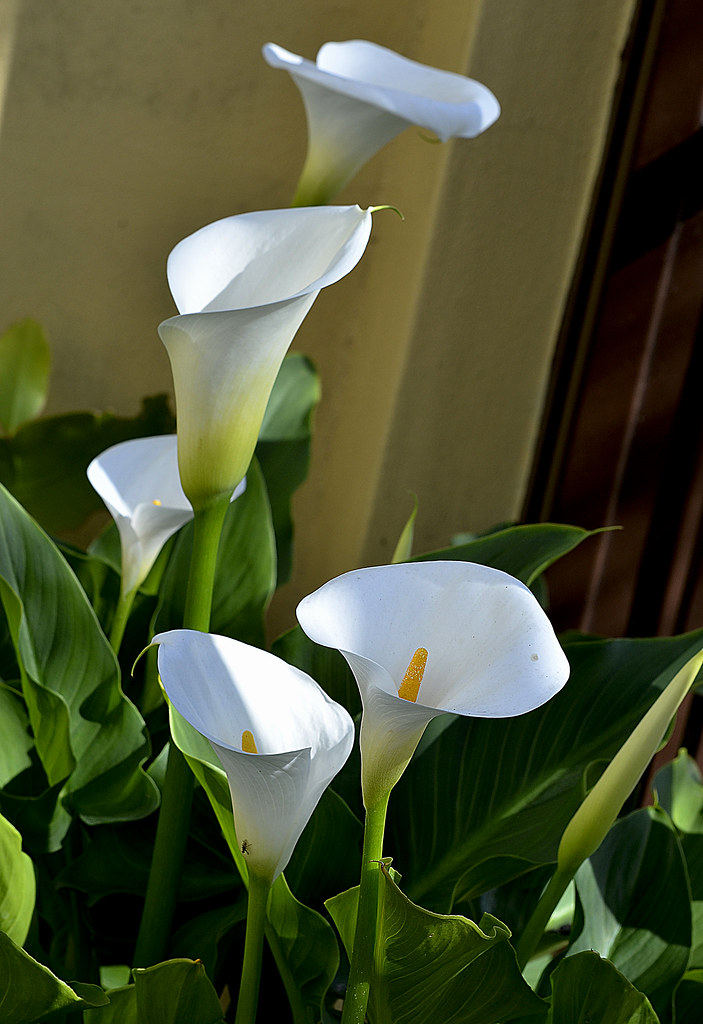 Calas blancas flores. | jagar41_ Juan Antonio | Flickr
