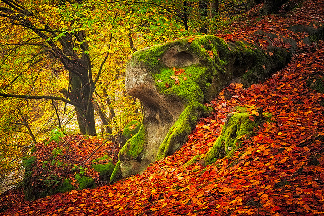 Autumn walk in forest