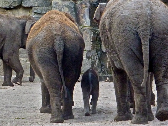 Elefantenkinder werden von Mutter und Tanten 