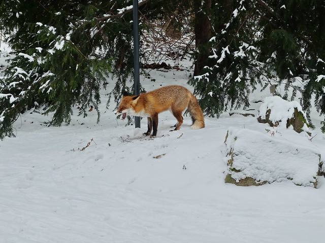 Fuchs im Schnee 4
