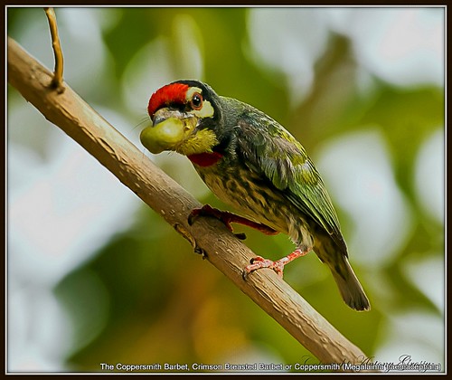 bird birds birding valentines valentinesday coppersmith coppersmithbarbet megalaimahaemacephala indianbirds haemacephala {vision}:{plant}=0692