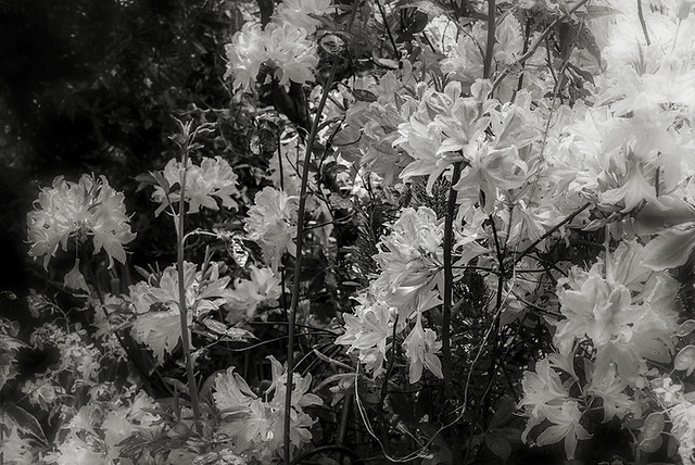 spring, the abundance of azaleas