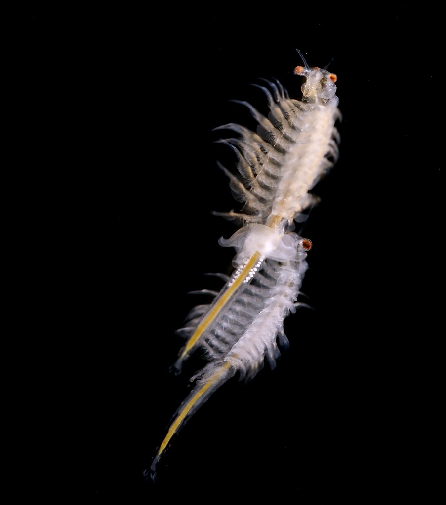 Artemia salina, Artemia salina is a species of brine shrimp…