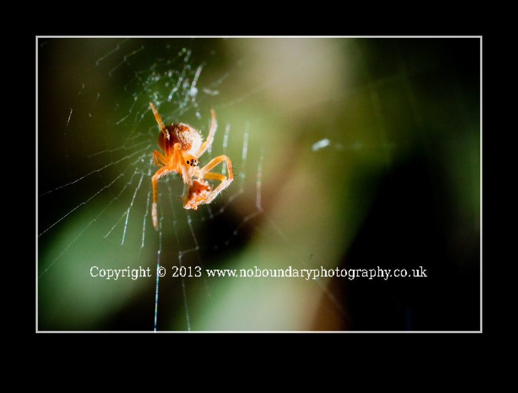 Common Garden Spider Araneus Diadematus With Prey On Web Flickr
