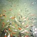 Flickr photo 'Carassius auratus auratus (Goldfish) - captive' by: Arthur Chapman.