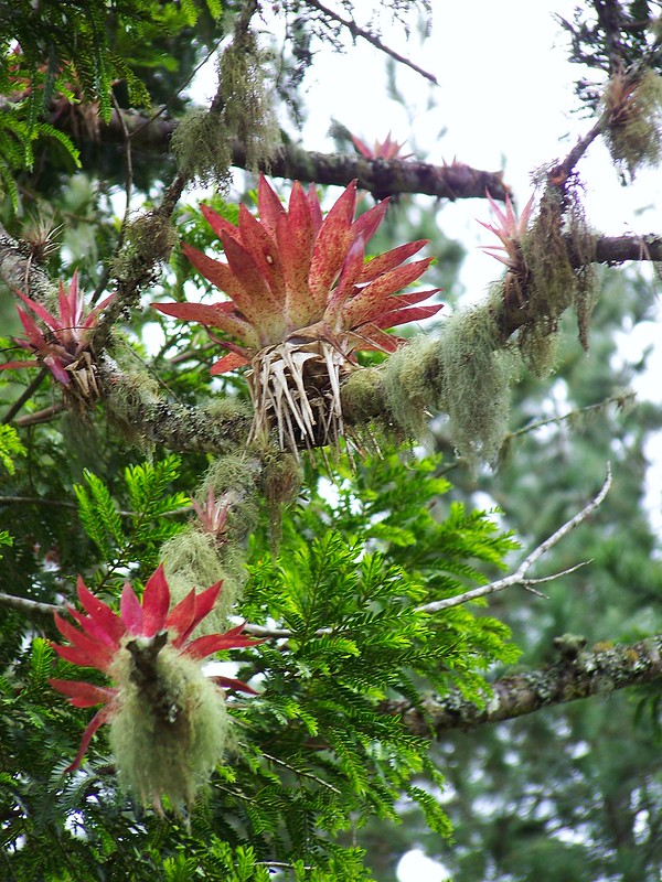 Bromeliad air plants in Sierra Nevada National Park
