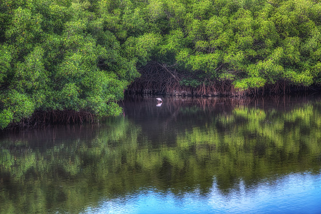White Ibis Among Mangroves at Weedon Island