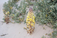 Nouakchott beach - flowers
