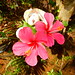El Reisehase liebt Blumen! / El Reisehase loves flowers!

<a href="http://etosha.weblog.co.at/?p=3623" rel="noreferrer nofollow">etosha.weblog.co.at/?p=3623</a>