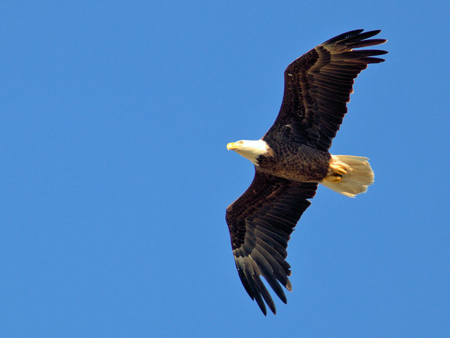 Bald Eagle female in flight 03-20170319