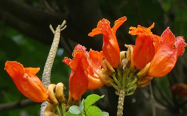 Blooming tree, Kota Ambon, Moluccas