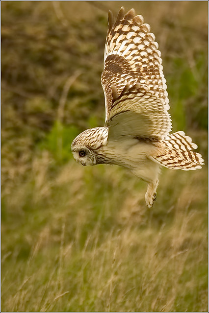 One of the Farlington Owls