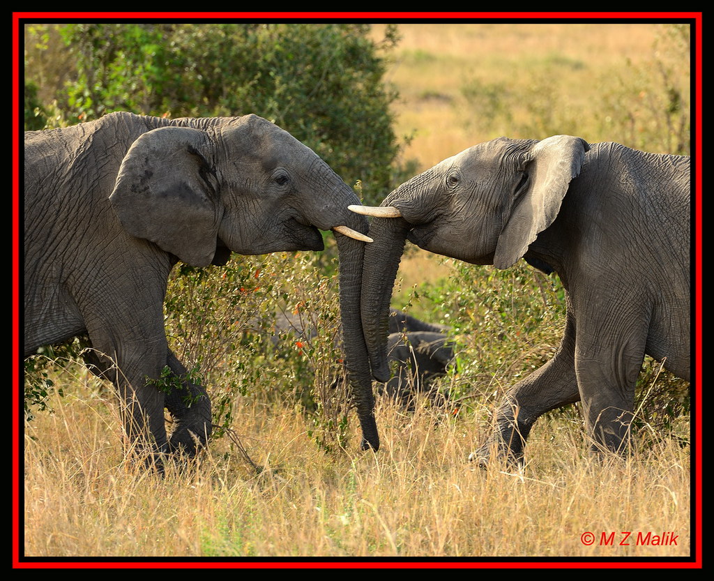 AFRICAN ELEPHANTS (Loxodonta africana)....MASAI MARA....OCT 2012