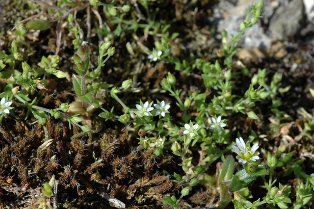 Arenaria serpyllifolia (Thyme-leaved Sandwort / Zandmuur) & Cerastium semidecandrum (Little Mouse-ear / Zandhoornbloem)