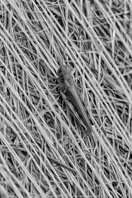 Grasshopper friend