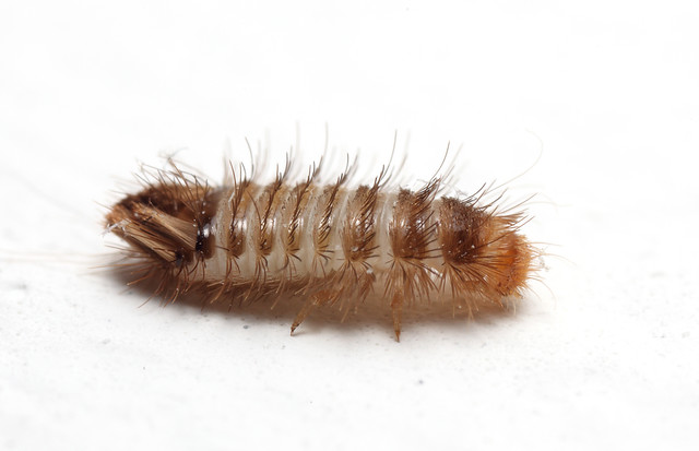IMG_9094 The varied carpet beetle (Anthrenus verbasci) larva stage, 5mm