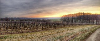 Cold Winter Morning in the Vineyards