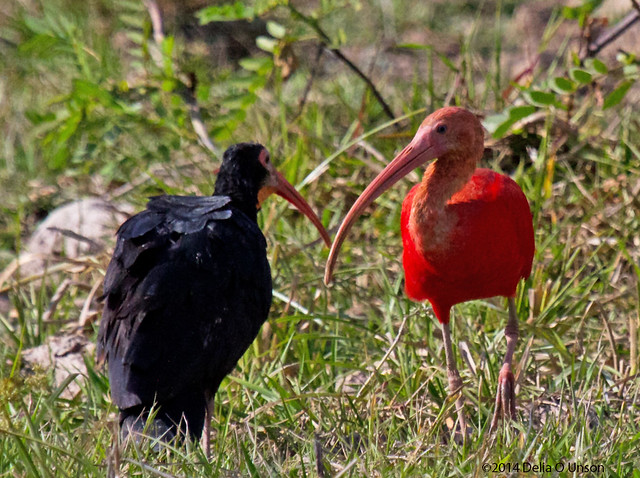 Scarlet Ibis (Eudocimus ruber) and Sharp-tailed Ibis (Cercibis oxycerca) - Road to Hato La Aurora, Casanare, Colombia - January 12, 2014