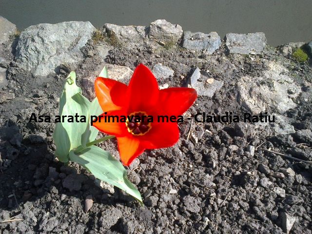 Asa Arata Primavara Lor Poze Cu Flori De Primvara 8 Flickr
