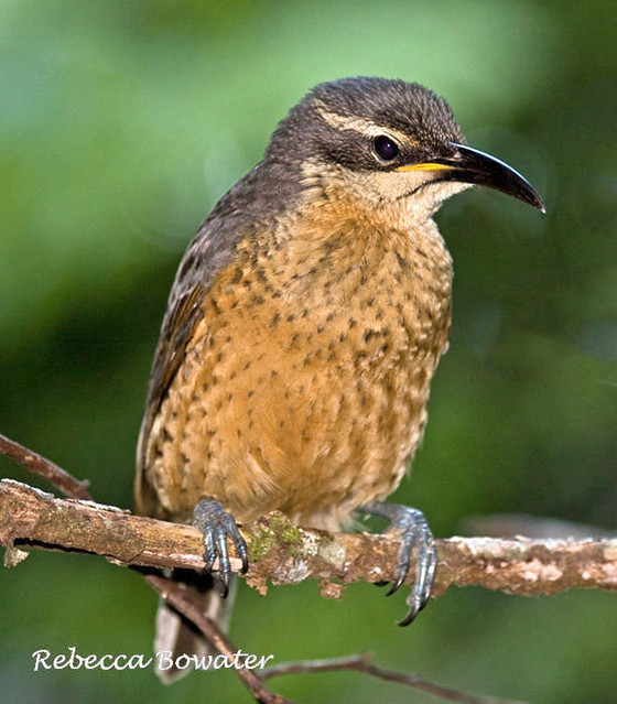 Victoria's Riflebird [female]