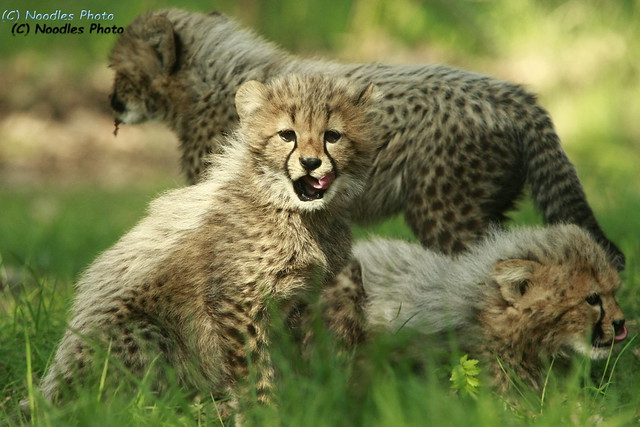 Cheetah cubs - Gepardenbabys