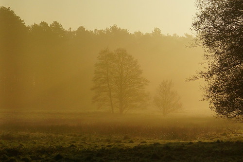 early morning mist lynford norfolk landscape