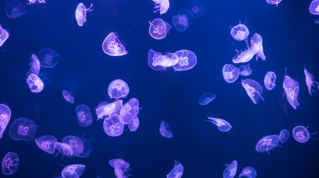 Jellyfish at Shanghai Ocean Aquarium - Shanghai, China