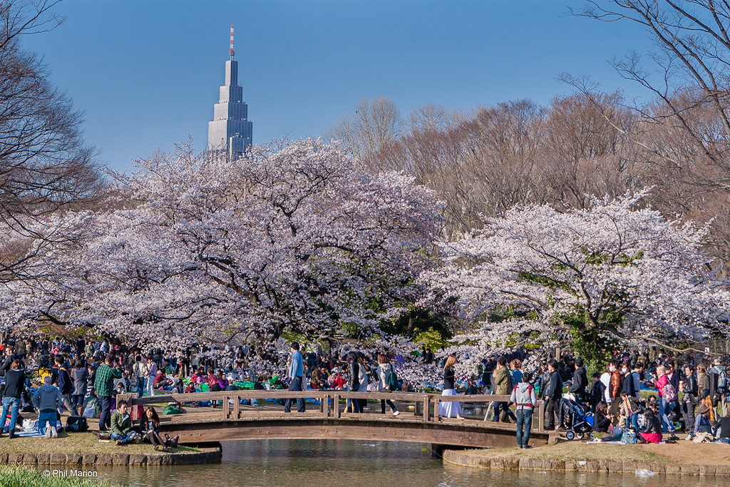 Cherry blossom time in Yoyogi Park - Tokyo | Phil Marion (214 million ...