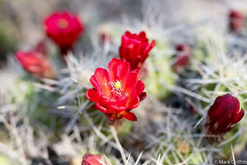 Desert Bloom