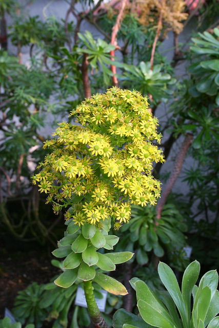 Aeonium arboreum var. holochrysum  - Botanischer Garten Berlin