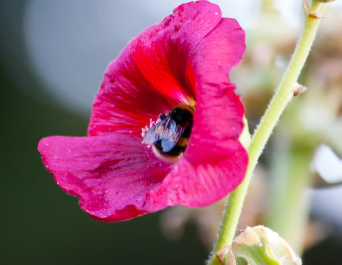 Bumblebee in a hollyhock