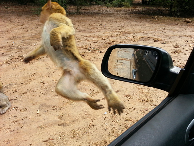 Macaque berbère en vol