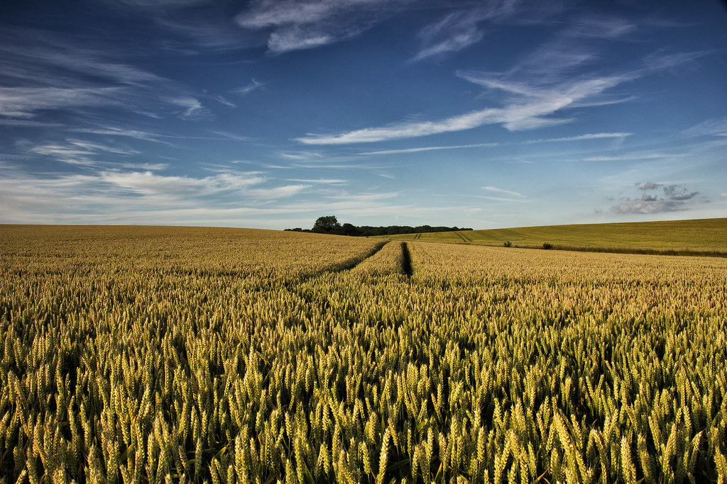 Summer Wheat Fields | Hertfordshire, Uk, 2013. | Jason Glyn | Flickr