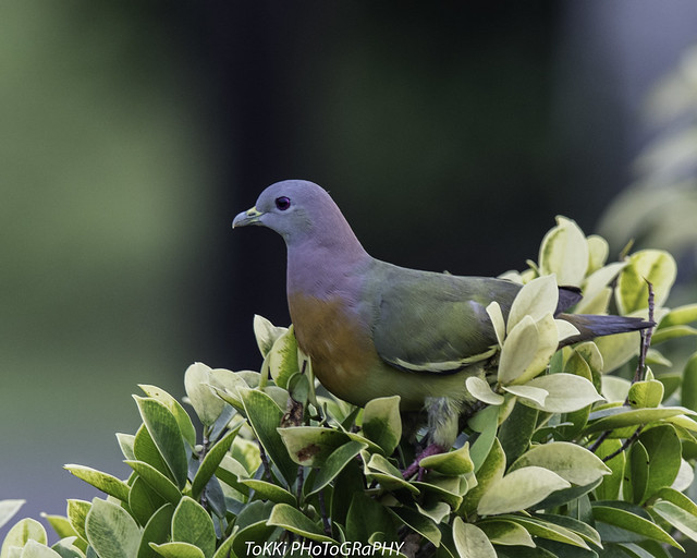 Pink-necked green pigeon. (New setup)