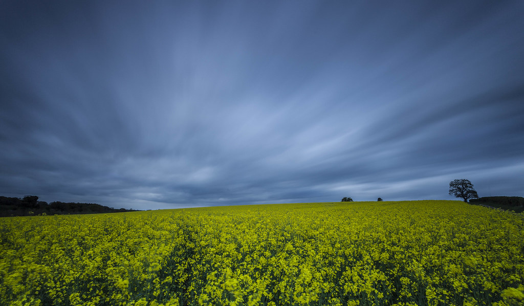 LE Over Rapeseed Crop