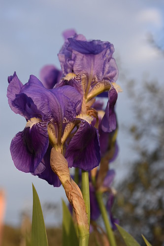 Iris germanica | by esta_ahi