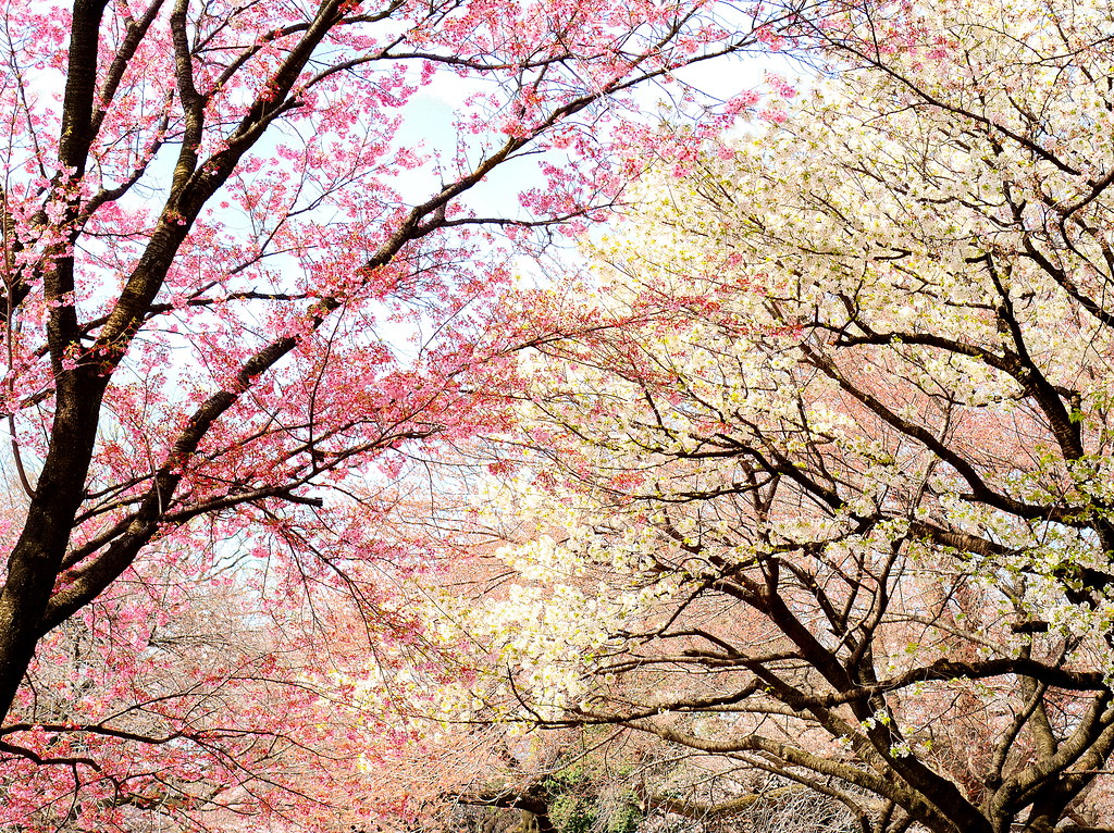 Cherry tree blossom in Tokyo