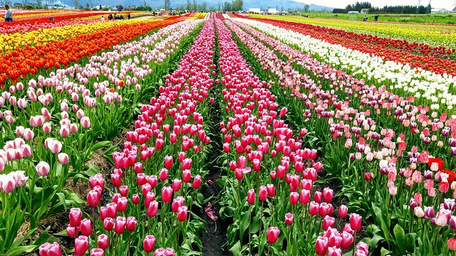 Beautiful colors at the Abbotsford Tulip Festival.