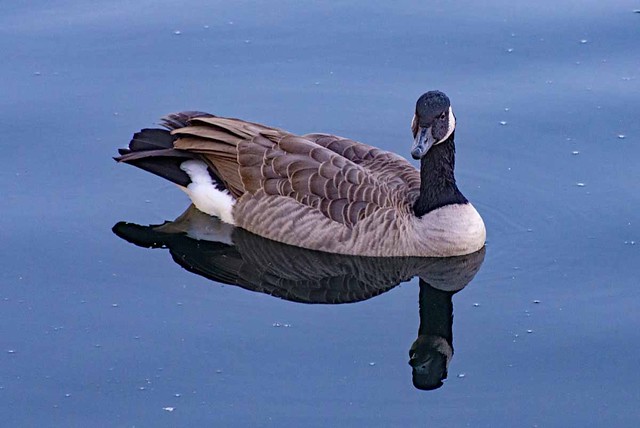 Goose on still waters