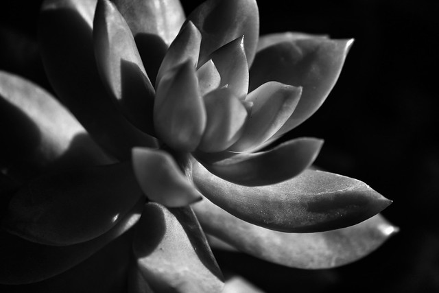 Succulent in Afternoon Light