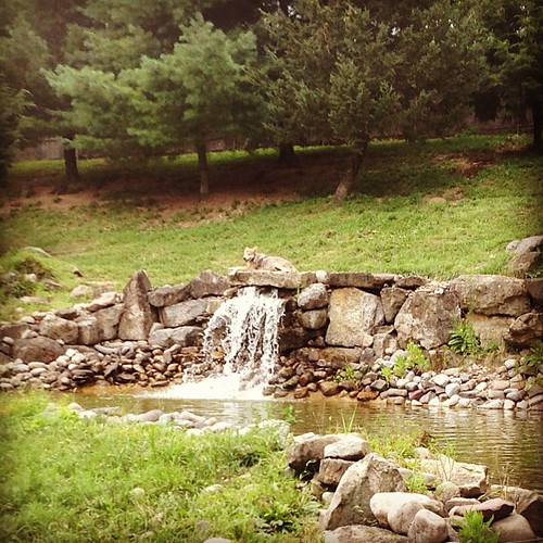 Mexican gray wolf relaxing on a rock at @lvzoo #lehighvalley #lvzoo #iglehighvalley #pennsylvania #igpa #wolf #graywolf by Discover Lehigh Valley, PA, square squareformat hefe iphoneography instagramapp uploaded:by=instagram foursquare:venue=4afdb5e9f