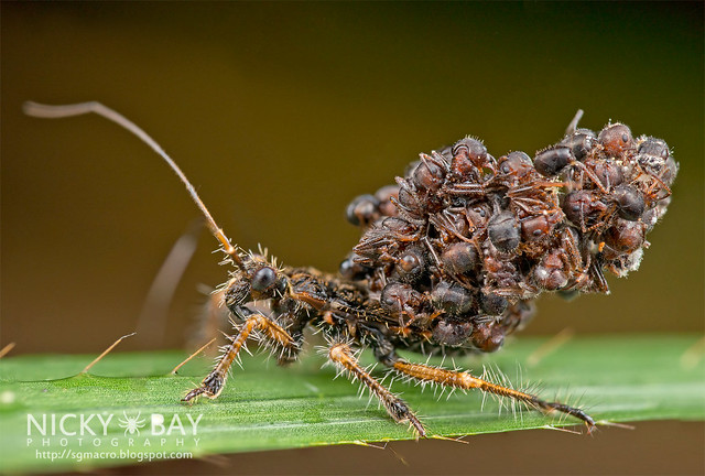 Ant-Snatching Assassin Bug (cf. Inara flavopicta) - DSC_0750