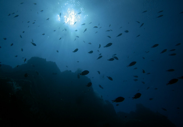 Diving Garajau Nature Reserve Madeira