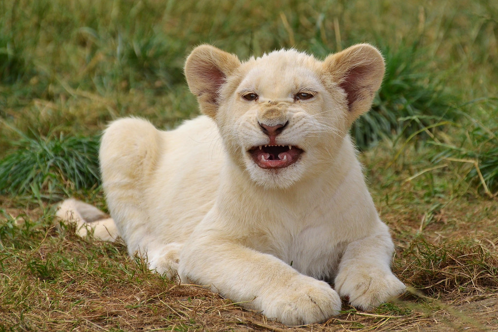 White African Lion Cub | Kathryn Major | Flickr