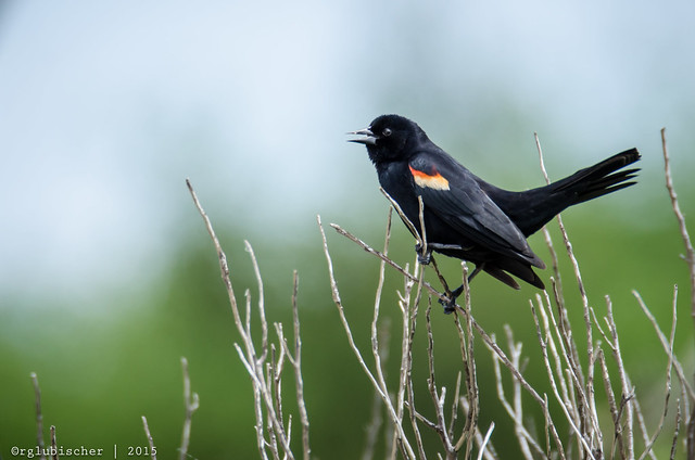Birds of Sandy Hook - Red-Winged Blackbird - 2