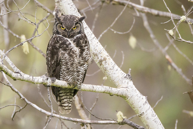 Great Horned Owl Staredown