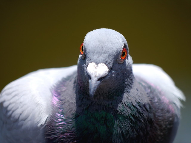 鴿子 Pigeon