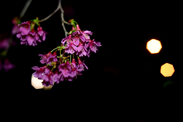Night Sakura  in Taiwan Taichung . 台灣台中 . 夜櫻花  DSC_3759